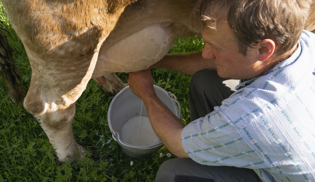 Leche : Colombia es uno de los 11 países que más la producen: Colombia es uno de los 11 países que más produce leche en el mundo