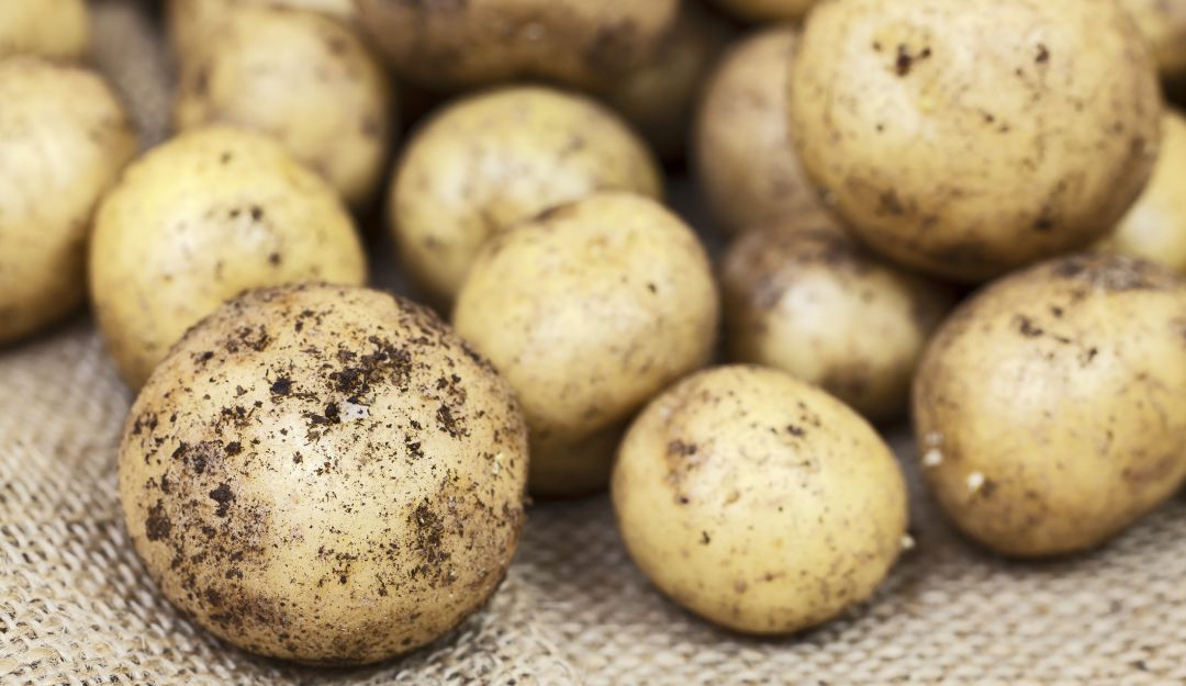Papas