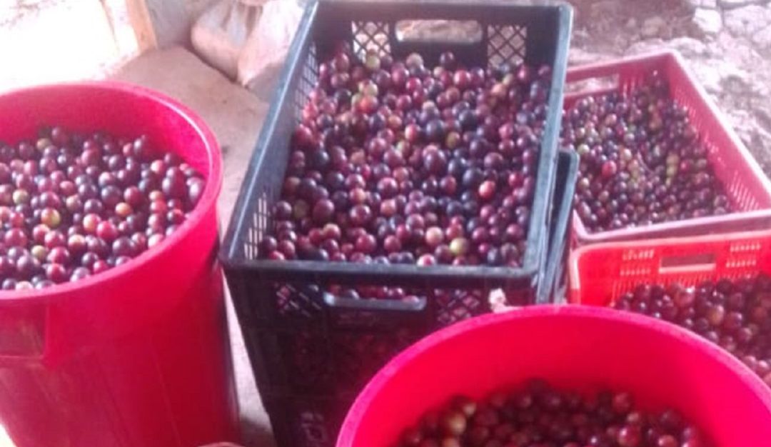 Frutas plantas medicinales: Camú camú, antiviral proveniente de la región Amazónica