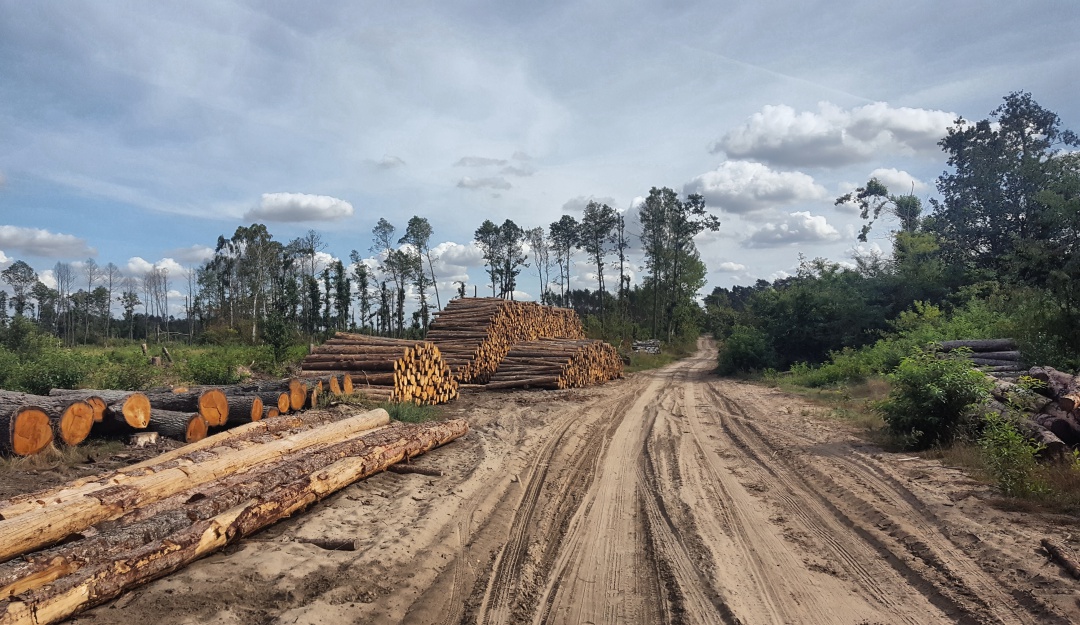 Deforestación en Colombia: Colombia, uno de los países más afectados por la pérdida de bosques