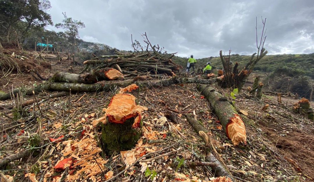 Noticias Bogotá: Parque Entre Nubes es invadido: En 3 meses cerca de 80.000 árboles fueron talados en el Parque Entre Nubes