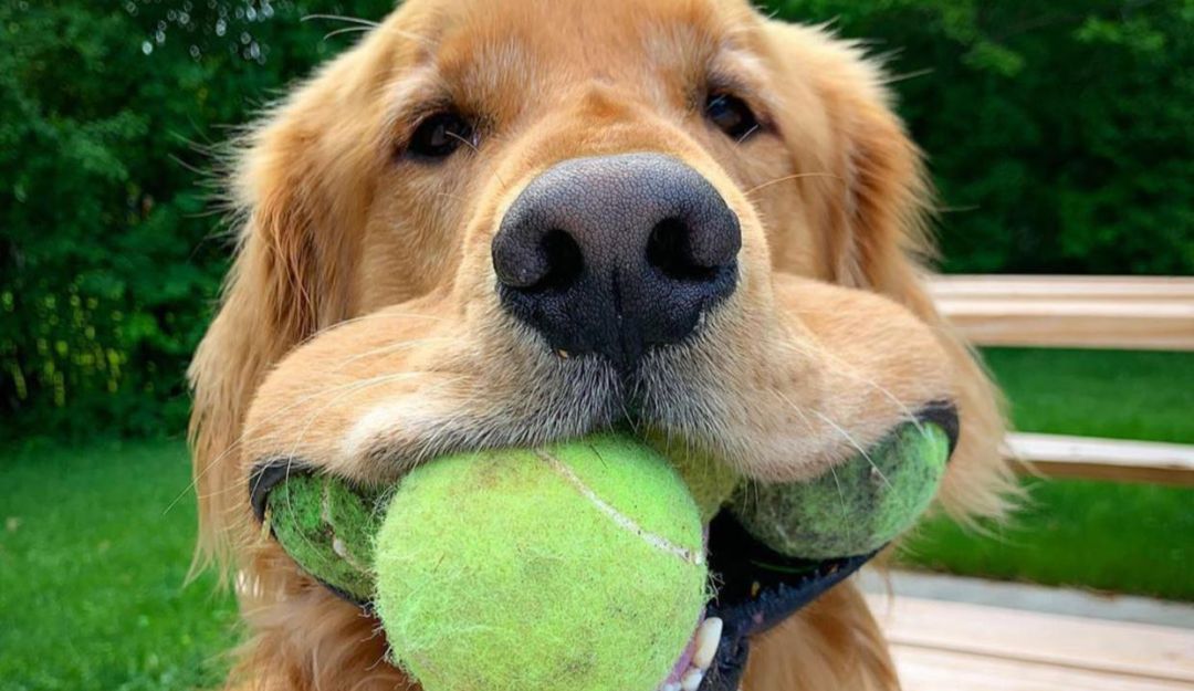 Perro rompe Récord Guinness por increíble habilidad en su hocico