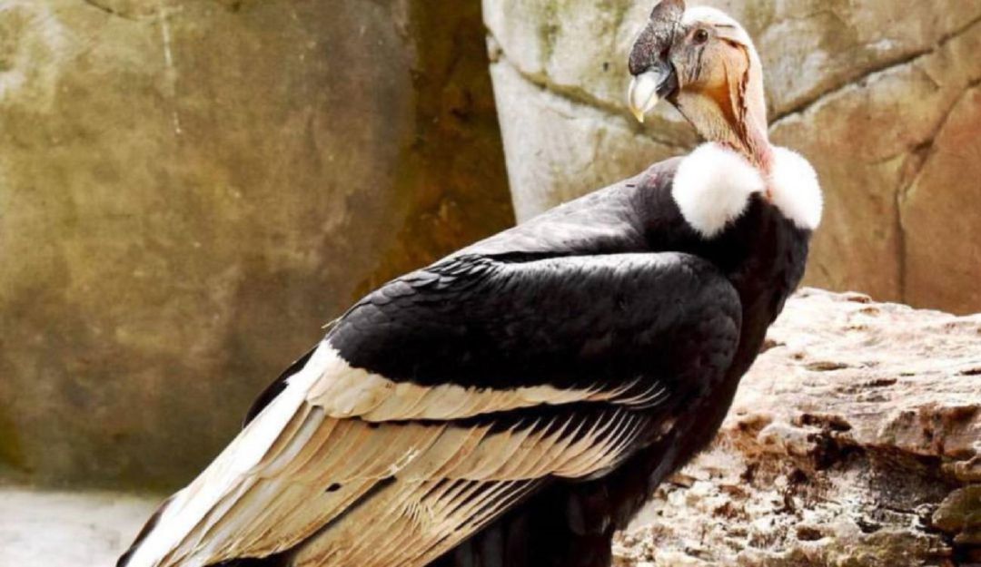 Aviario Nacional de Colombia: Aviario Nacional lanza campaña para recoger fondos ante falta de ingresos