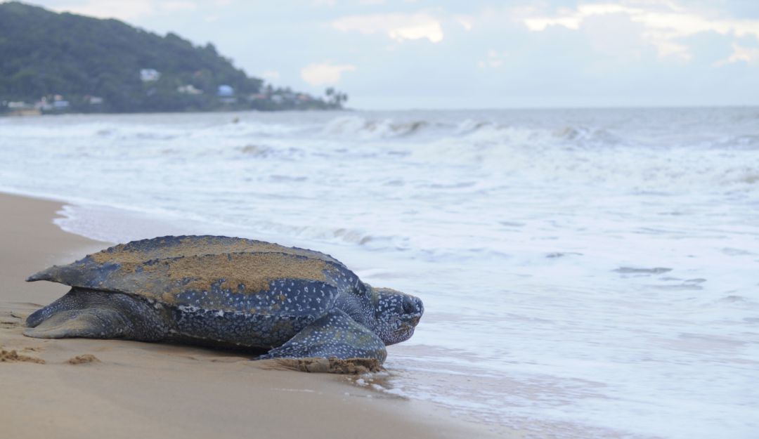 Rescate de tortugas marinas: El regreso de las tortugas marinas a Playa de Don Diego y Buritaca
