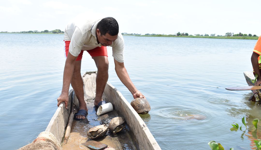 La Mojana en Sucre: Pescadores de La Mojana: Guardianes de la Ciénaga Carbonero