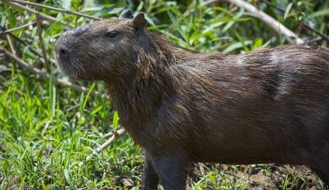 Caza fauna en el Caribe: El chigüiro o 'ponche', especie en lucha de supervivencia contra la caza