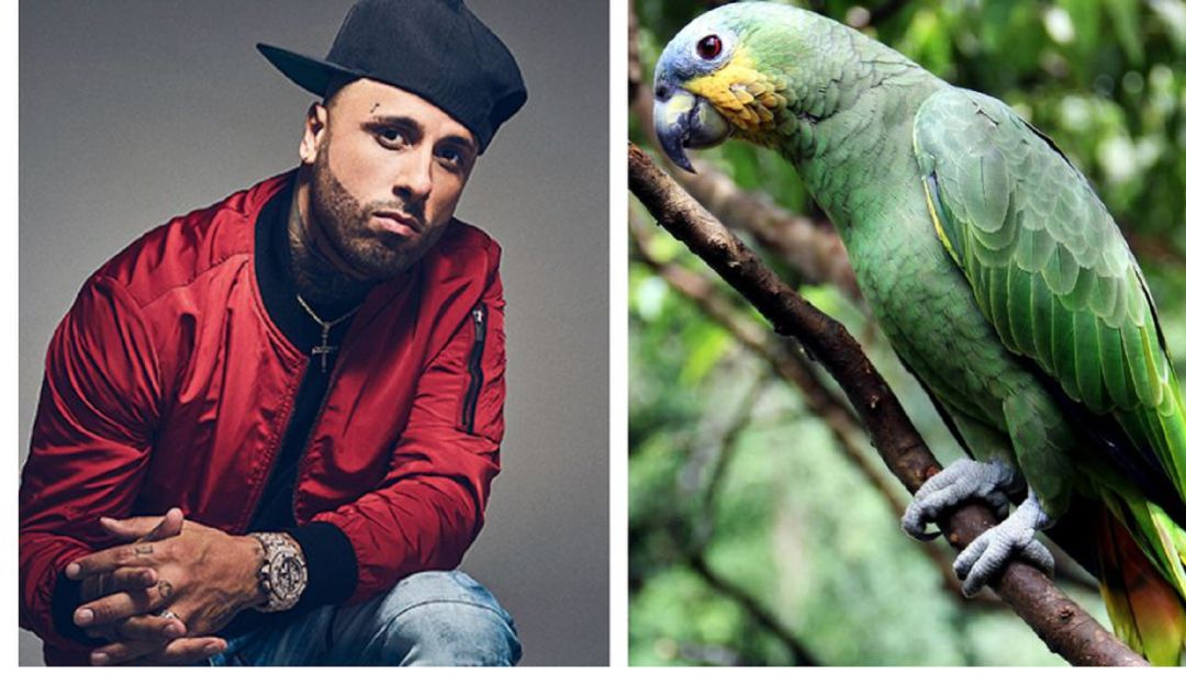 Reguetón: Nicky Jam y Cásate Conmigo: ¿No le gusta el reguetón? Loro se niega a cantarlo