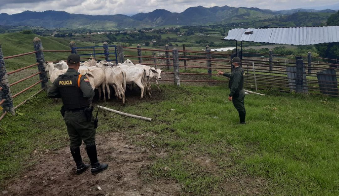 Abigeto valle: Recuperan en el Valle 15 reses que habían sido hurtadas en el Quindío