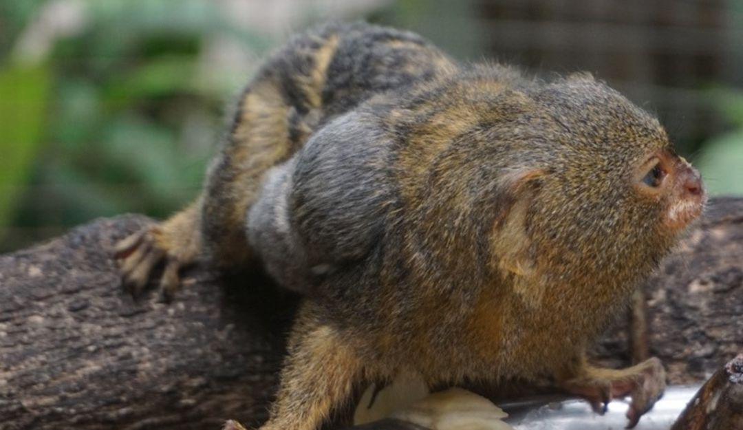 Zoológicos en Colombia: Han nacido 17 crías en zoológico de Barranquilla durante cuarentena