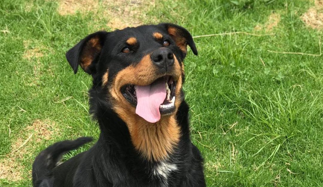 Dalila