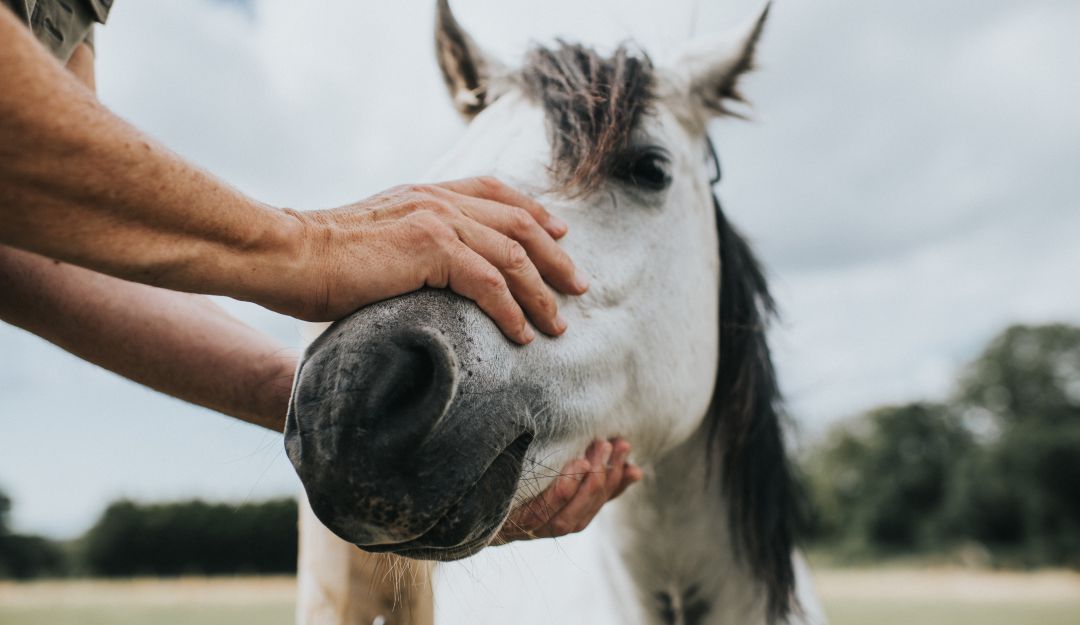 Refugios de animales: Indignante caso de hombres que mataron a un caballo en un refugio equino