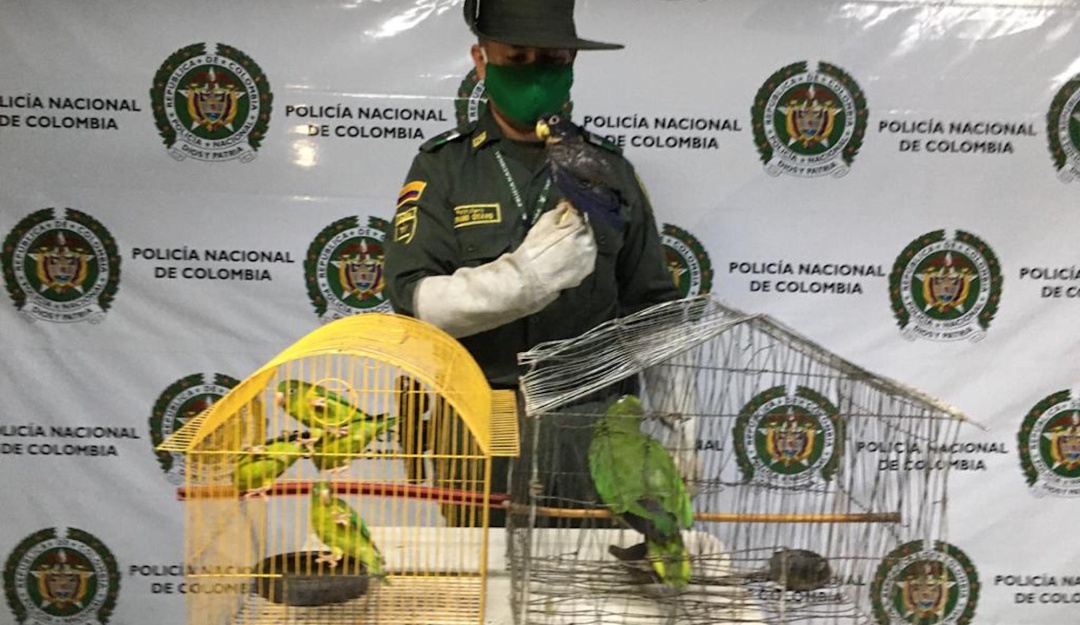 Tráfico animales, Tolima, Bogotá: Alerta en el Tolima por el tráfico de animales como boas y loros