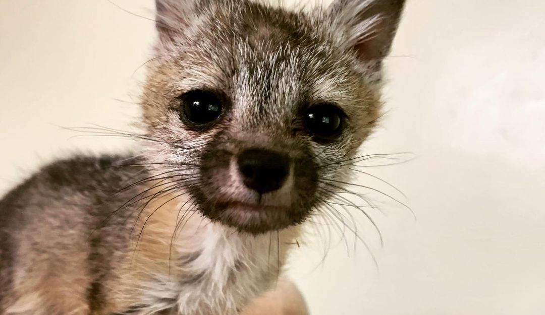 Cría de zorro huérfana persiguió a un perro creyendo que era su mamá