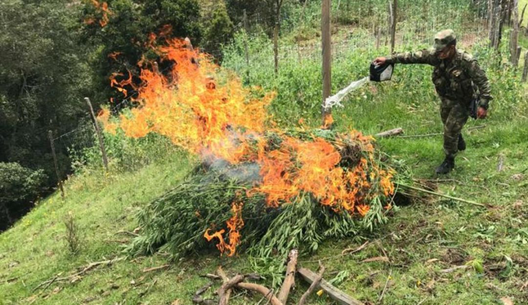 Cultivos de coca en el Tolima: Soldados erradicaron un cultivo de marihuana