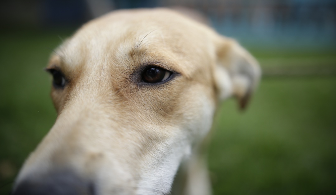 Perros envenenados en Ipiales: 12 perros fueron envenenados en Ipiales