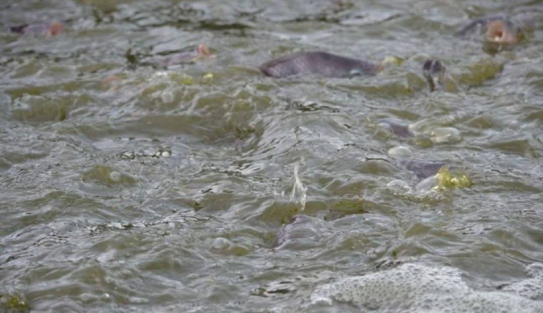 pescadores; proyecto de ley; Congreso; Caldas;: Aprobado en el Congreso el proyecto de Apoyo a pescadores en tiempo de veda