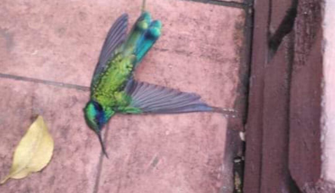 Muerte de aves en Kennedy: Denuncian muerte de pájaros en Kennedy