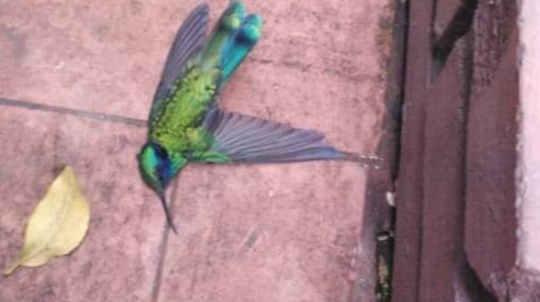 Denuncian muerte de pájaros en Kennedy
