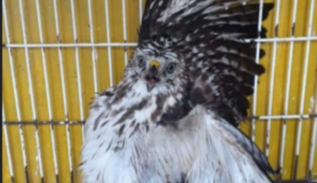 Recuperación de fauna en Caldas: Este 2020 se han recuperado 621 ejemplares de fauna silvestre en Caldas