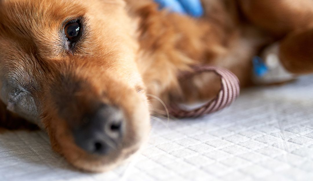 Maltrato animal: ¿Fortalecerán ley de maltrato animal, tras hallazgo de cuerpos decapitados?
