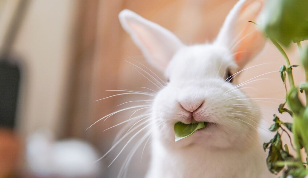 Testeo en animales Colombia: A sanción presidencial proyecto que prohíbe testeo en animales