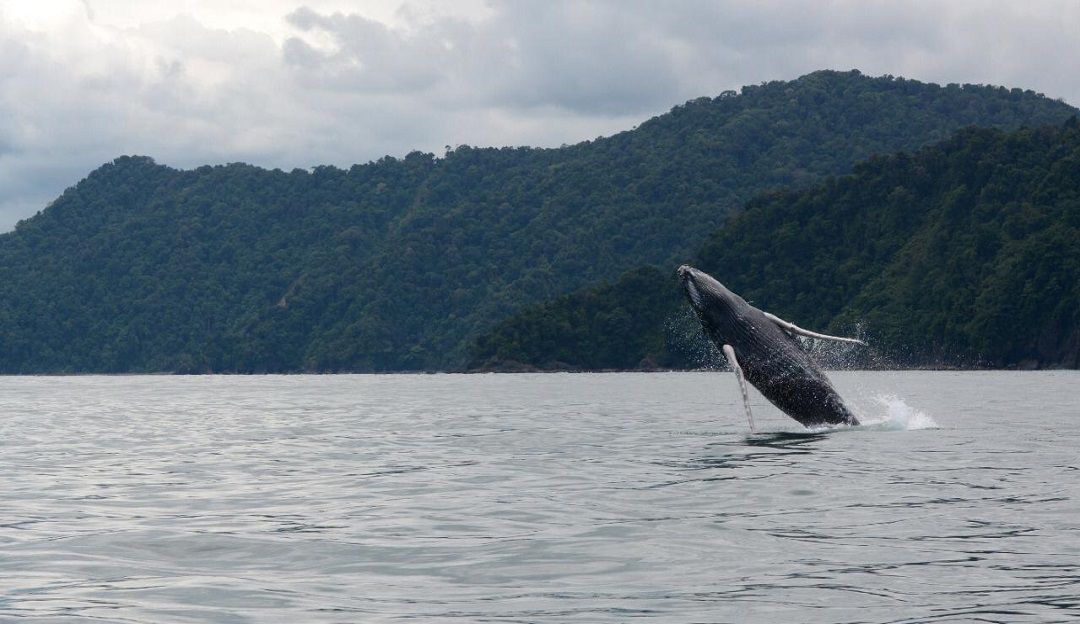 Ballenas jorobadas: Comenzaron a llegar las ballenas jorobadas al Parque Nacional Natural Utría