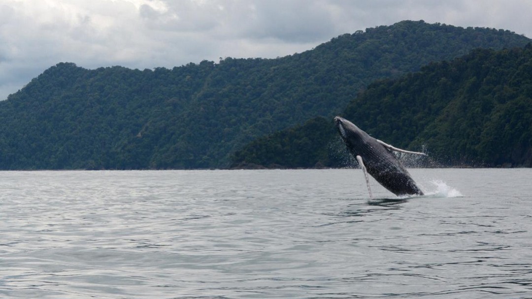 Comenzaron a llegar las ballenas jorobadas al Parque Nacional Natural Utría