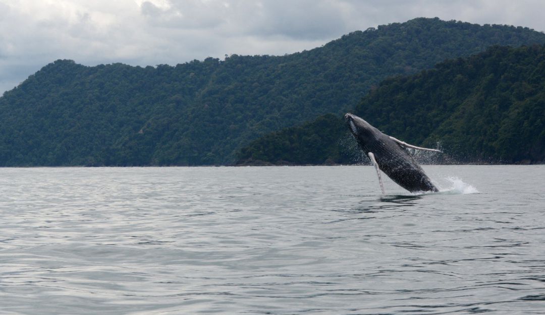 Avistamiento de animales: Ballenas Jorobadas adelantan su llegada al Parque Nacional Natural Utría