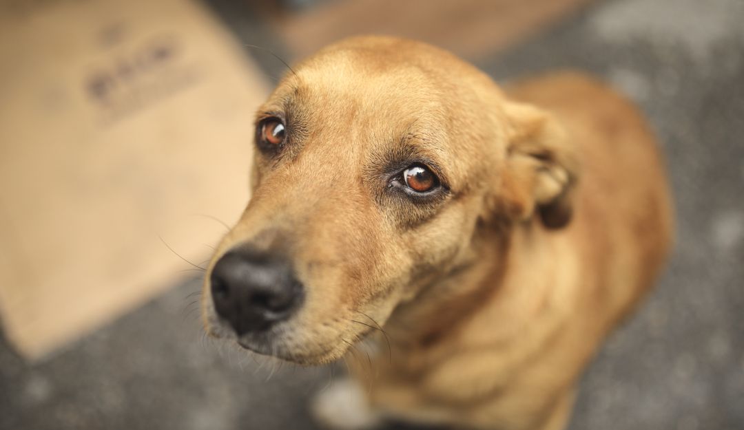 Maltrato animal: Imputan cargos a soldados que lanzaron al vacío a un perrito