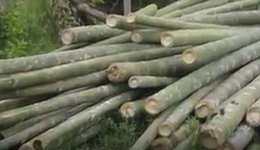 Guadua incautada en el operativo en zona rural de Circasia, Quindío