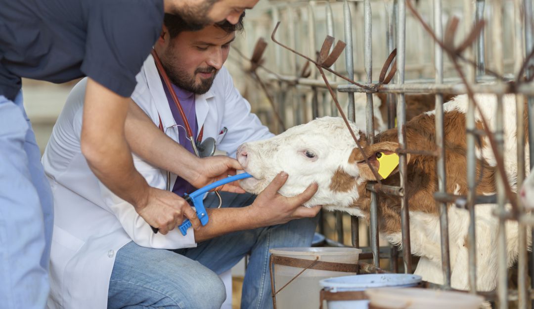 Fármacos veterinarios resistencia antibacteriana: Buen uso de medicamentos veterinarios incide en la calidad de los alimentos