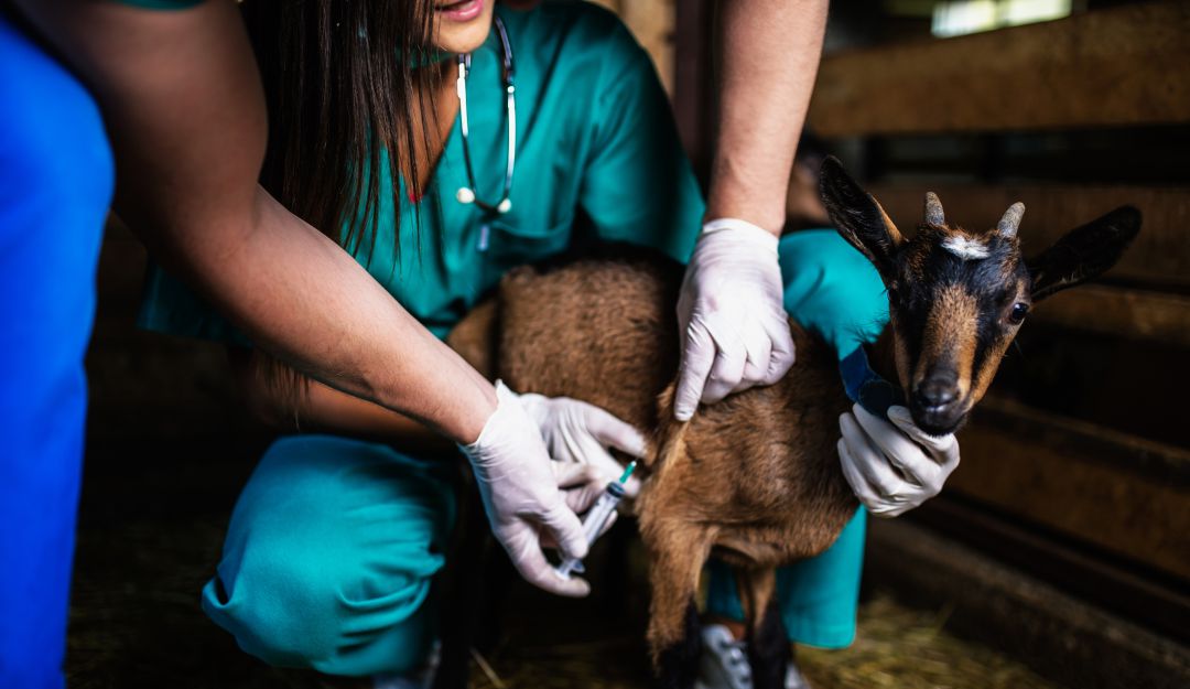 Salud ganado ovino-caprino ICA: Ovejas y cabras, estos son los cuidados más adecuados