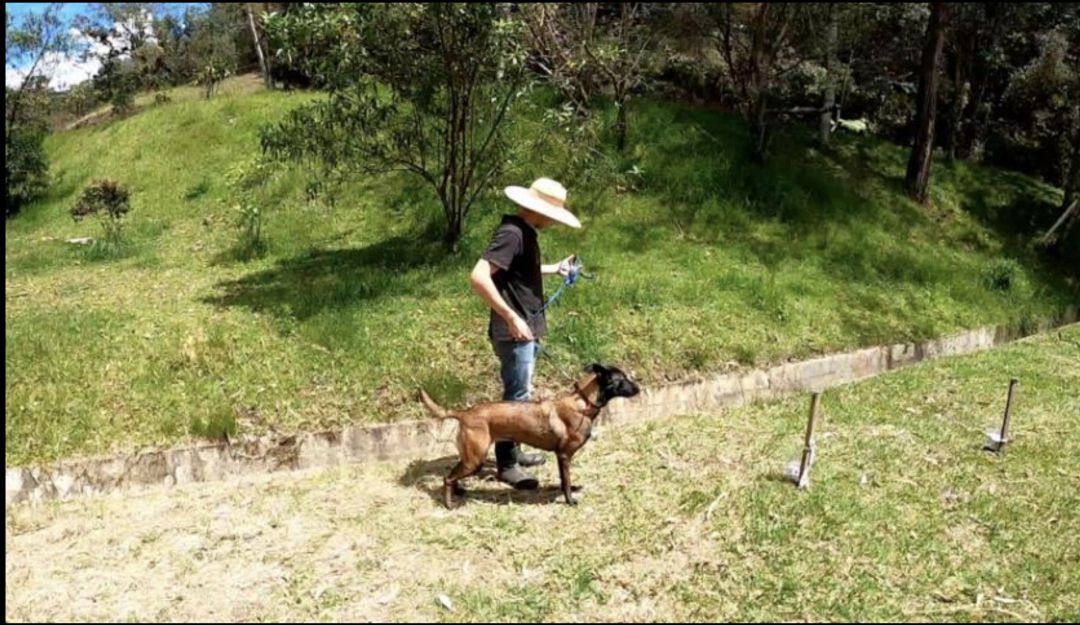 En Antioquia entrenan perros que detectan el COVID-19