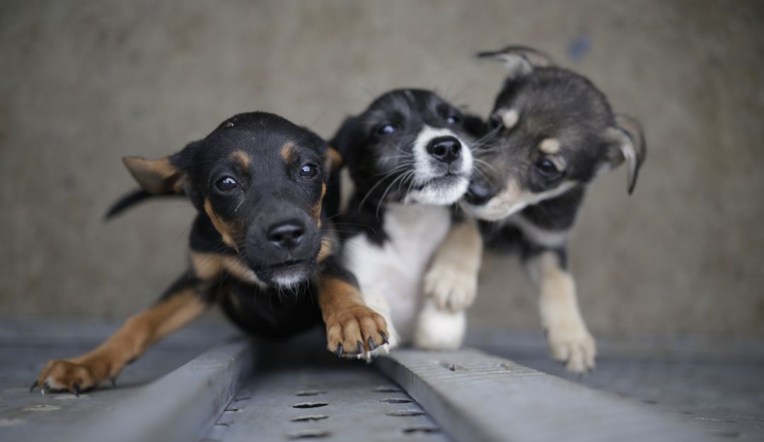 Congreso aprobó proyecto que busca contrarrestar el abandono animal