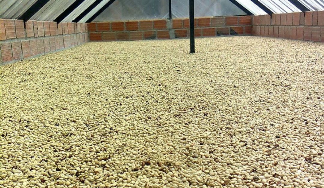 Secado de café