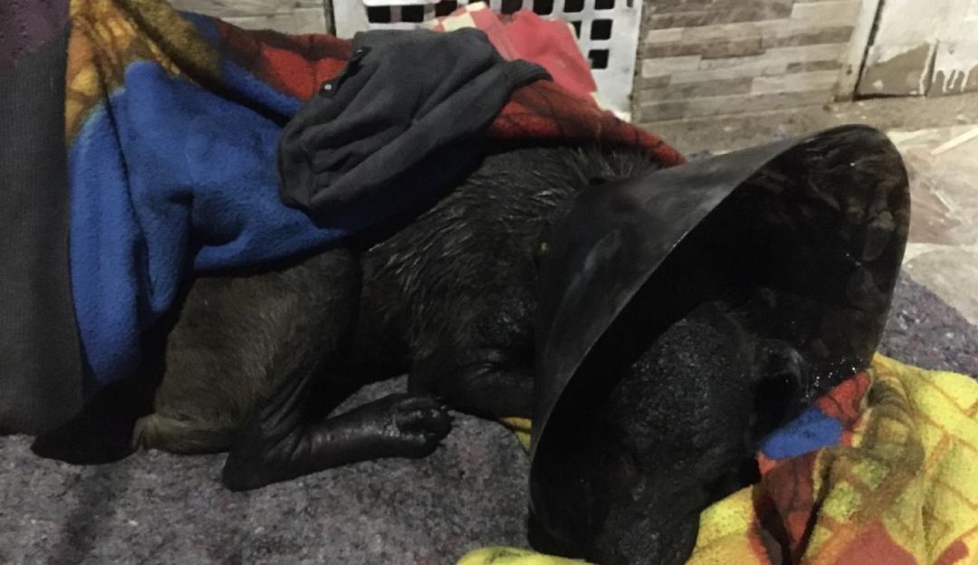 Abandonaron a dos perros en Bogotá con graves quemaduras