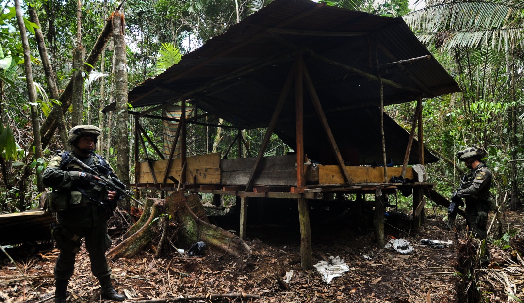 Cultivos de cocaína: "Colombia presentó una reducción del 9% en cultivos de coca": ONU