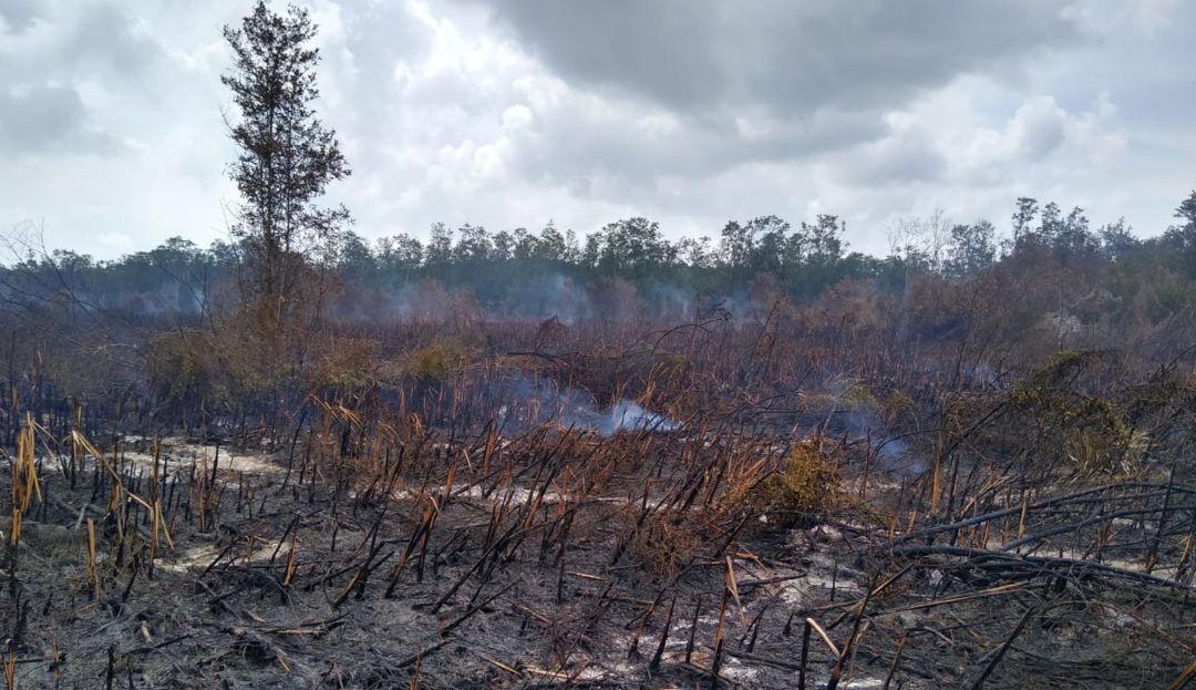 Incendio en Parque Isla de Salamanca, un macabro ‘crimen ambiental’