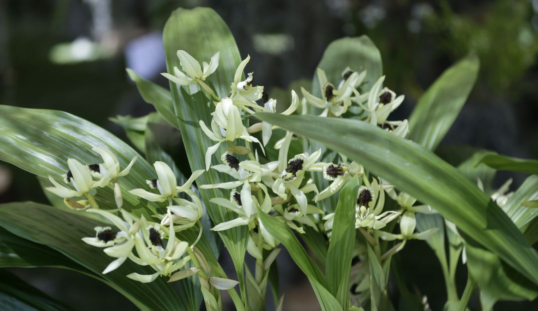 Se descubre la razón por la que las plantas son verdes