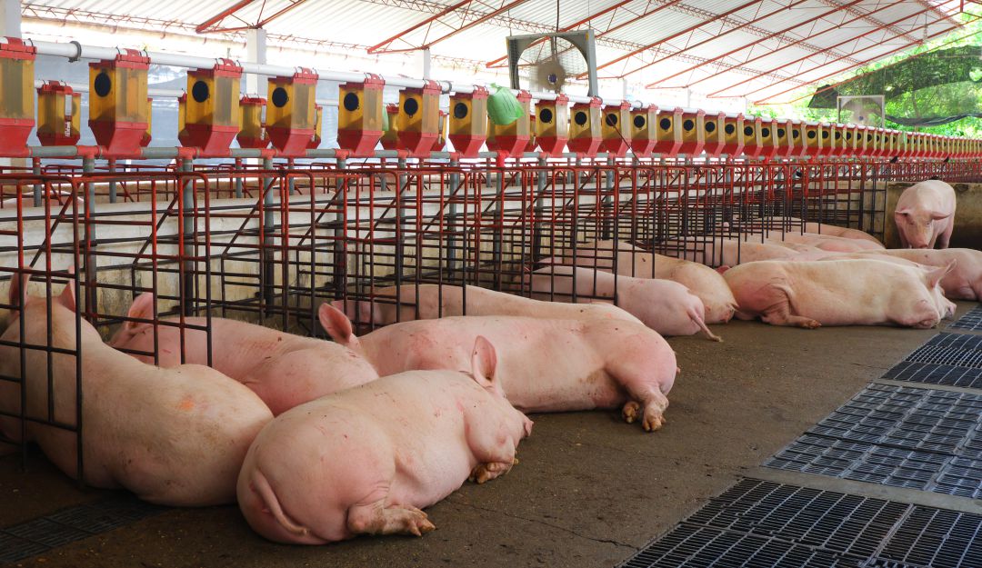 Consumo carne de cerdo en Colombia: Cada colombiano consume, en promedio, 11,3 kilos de carne de cerdo al año