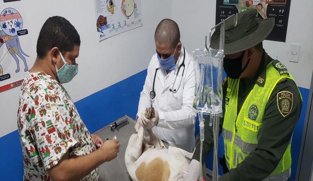 Zoofilia: Fiscalía investiga caso de zoofilia en Baranoa