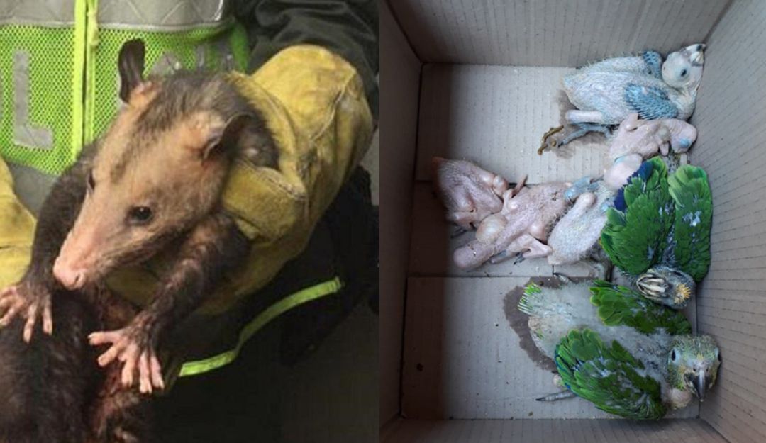 Animales incautados