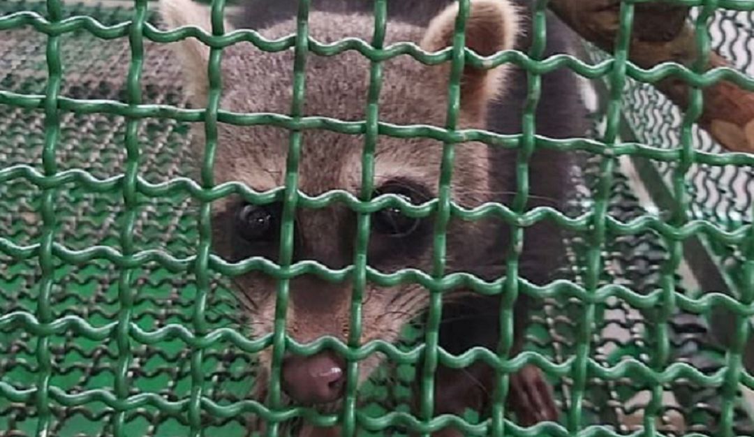 ANAIMALES RESCATE CUARENTENA FAUNA FARAS BUCARAMANGA CDMB CARS: En el aislamiento se cuadriplicó la recepción de animales silvestres