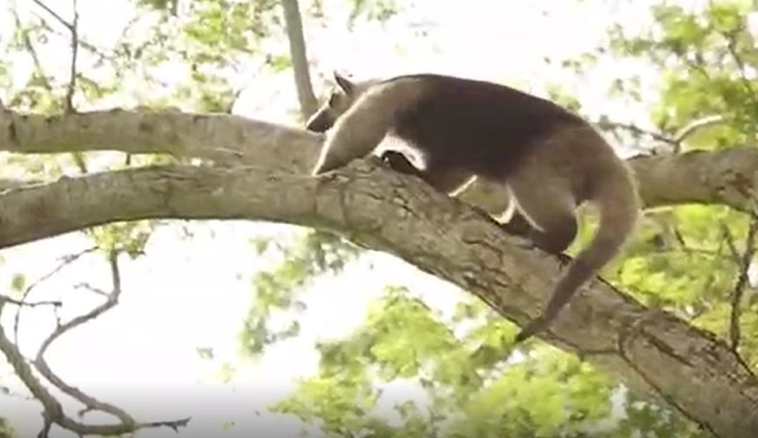 Animales en cautiverio en Cartagena: Rescatan oso hormiguero que estaba en cautiverio en Cartagena