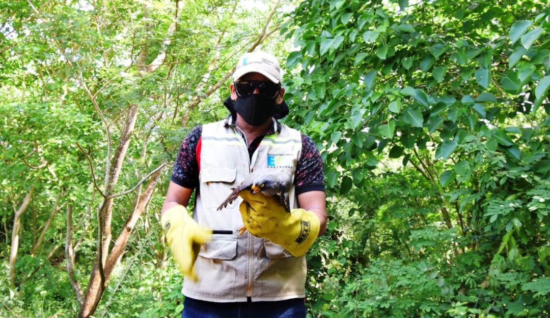liberación hábitat Cartagena: Se realizó otra jornada de liberación de aves a su hábitat en Cartagena