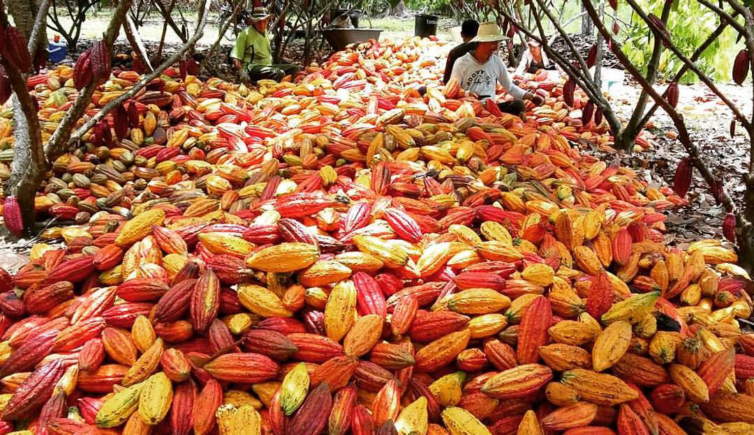 Cacao ayuda con el tema social, ambiental y económico del país.