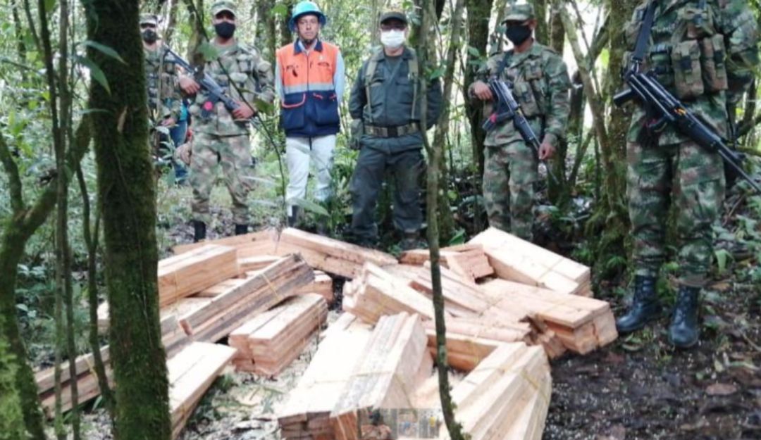 Afectación de bosques en Caldas: En Riosucio afectan 3 hectáreas de bosque al cortar árboles de forma ilegal