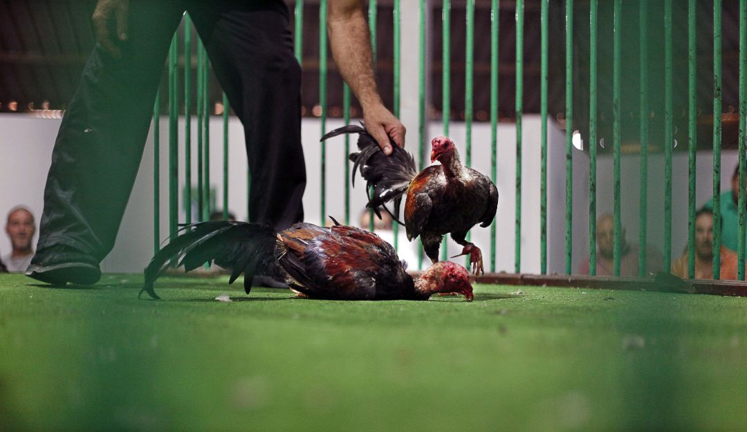 Comparendos por infringir cuarentena: Hallan a 19 personas en un lugar dedicado a apuestas de gallos en Pasto