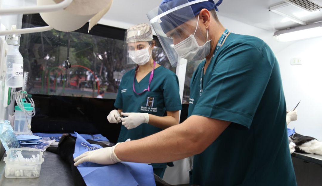 Mascotas de Medellín: Abren inscripciones a esterilización gratuita de mascotas en Medellín