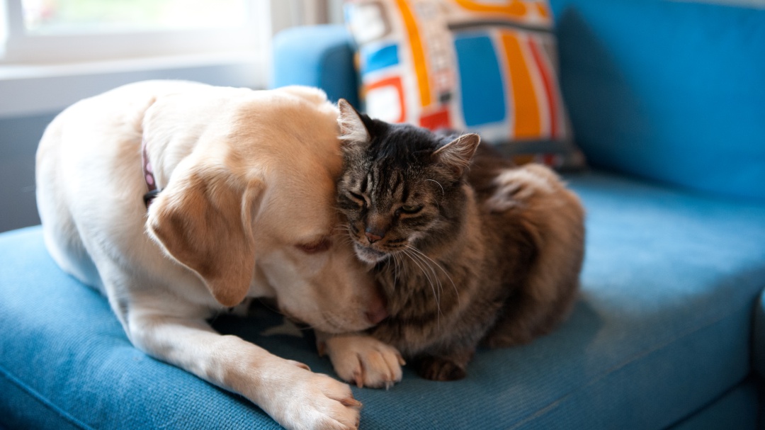 Lanzan "Amor Concentrado" para proteger animales vulnerables